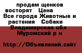 продам щенков восторят › Цена ­ 7 000 - Все города Животные и растения » Собаки   . Владимирская обл.,Муромский р-н